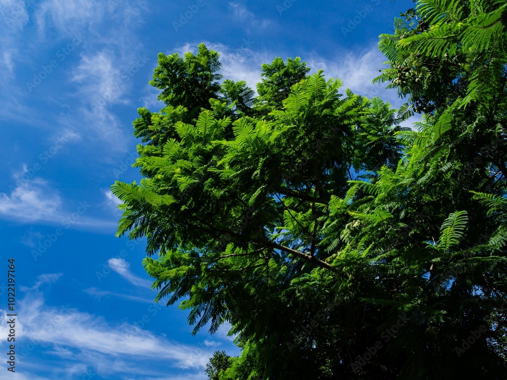 Obraz premium 夏の空