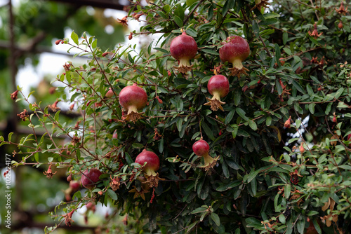 Poegranate tree with fruits