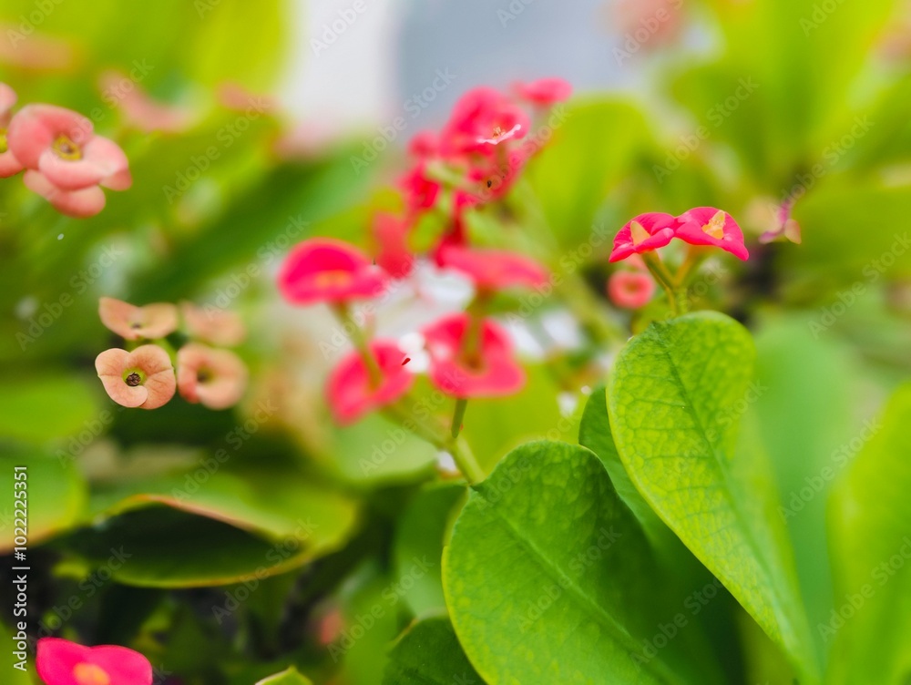 pink flowers in the garden