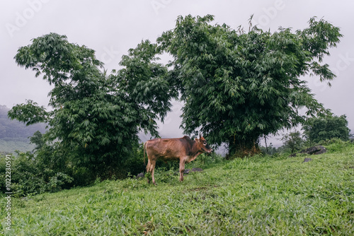 Local cow in the north of Thailand