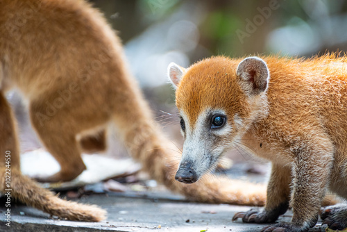 Photos Close-up shot of a beautiful baby coati