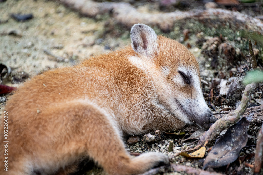 Obraz premium Mammal, wildlife. Close-up shot of a beautiful baby coati durme lying on the ground on dry branches.