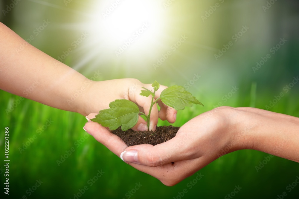Hands holding plant for growth, sustainability in agriculture. Hands holding plant for growth, sustainability in agriculture.