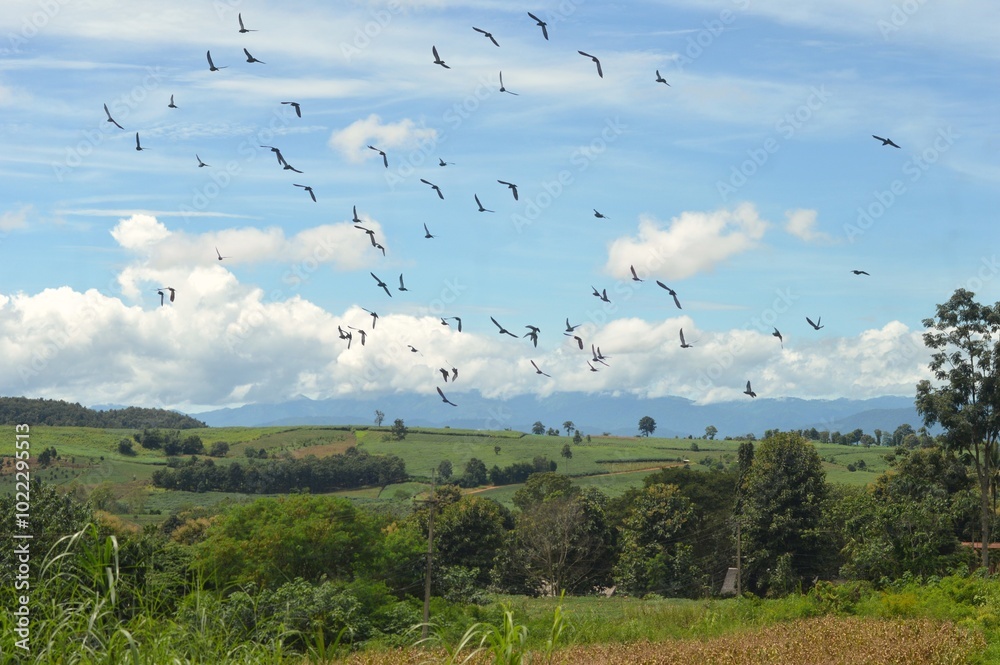 birds flying over the field