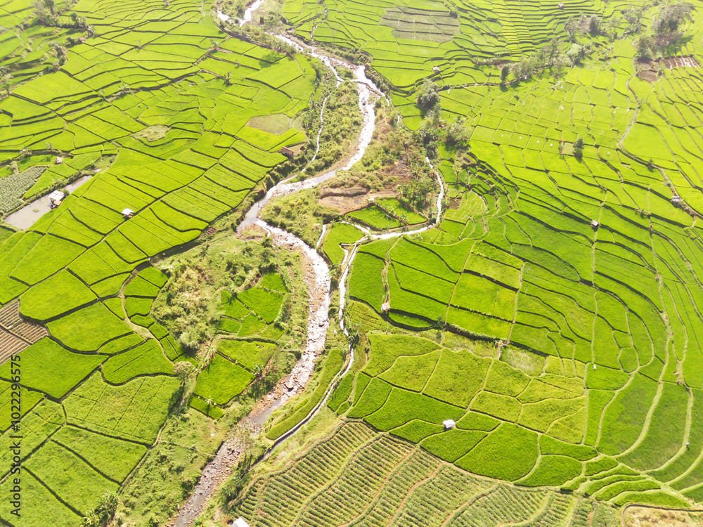 Obraz premium Aerial River and rice fields. Beautiful aquaculture in the valley. River that is used for rice field irrigation. Irrigation Channel. Drones Point of view. Aerial Photography Concepts