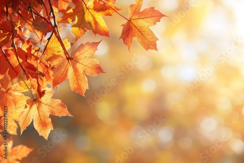 Fallen Leaves Season Background