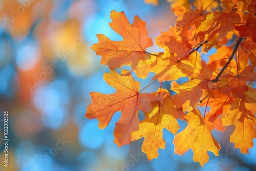 Fallen Leaves Season Background