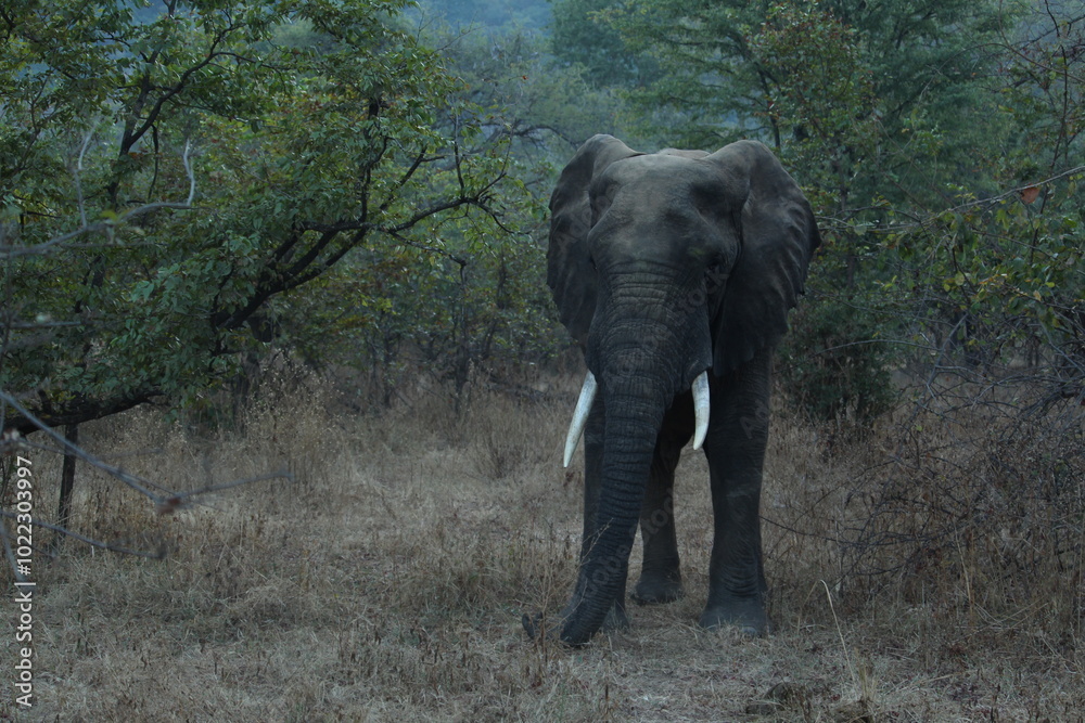 Obraz premium African Elephant found in Liwonde National Park, Malawi, Africa.