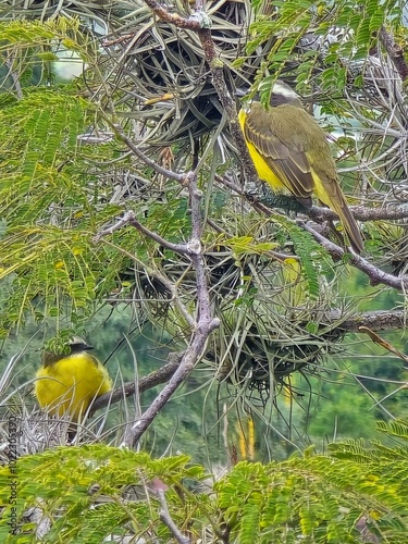 yellow heron