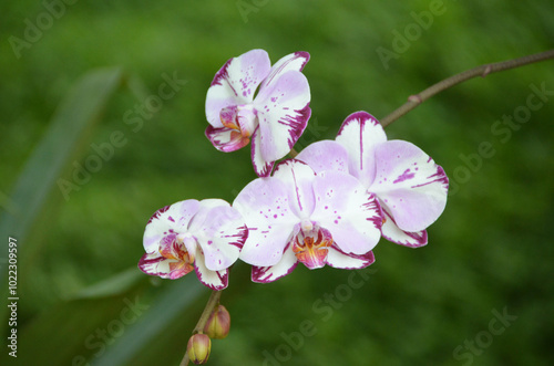 Beautiful orchid planted on a tree. These are all plants that make up the Orchidaceae family. phalaenopsis orchid photo