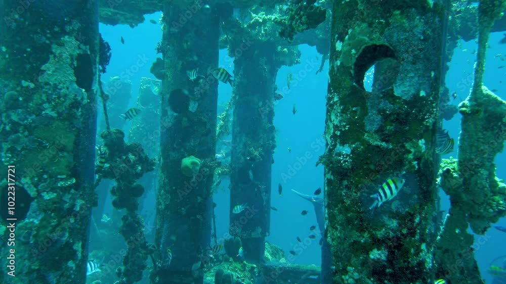 An artificial reef welded from hollow pipes and lowered to the seabed is completely overgrown with underwater inhabitants. It serves as a refuge for a large number of various tropical fish.