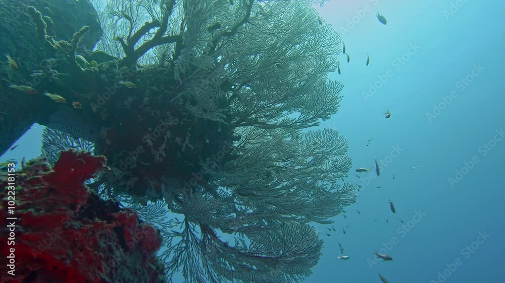 A large white coral grows on an artificial reef against a backdrop of blue sea water. Tropical fish swim nearby.