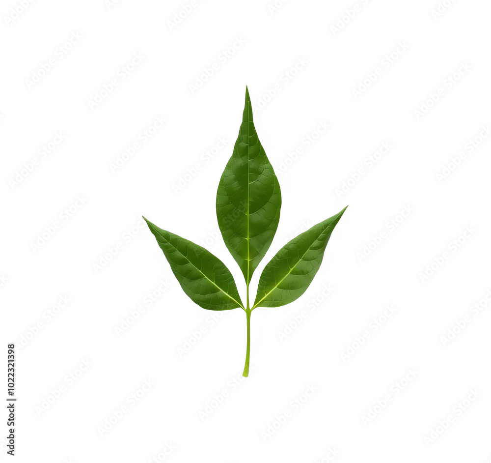 Green Leaf on Transparent Background ? Nature Illustration for Design Overlays and Elements Green Leaf on Transparent Background ? Nature Illustration for Design Overlays and Elements