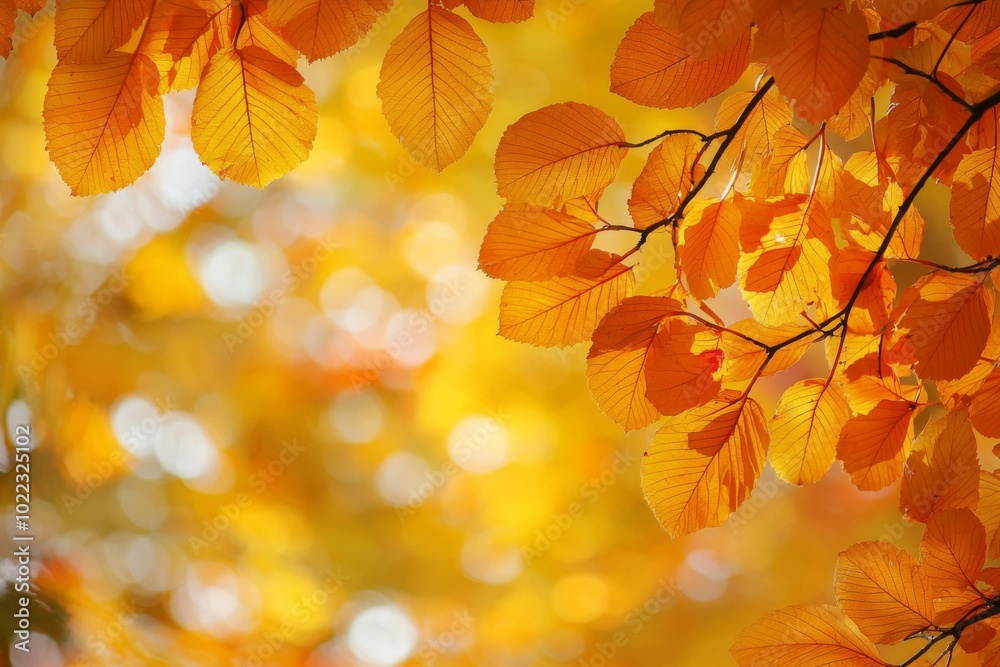 Fallen Leaves Season Background Fallen Leaves Season Background