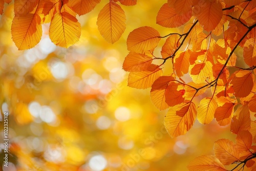 Fallen Leaves Season Background