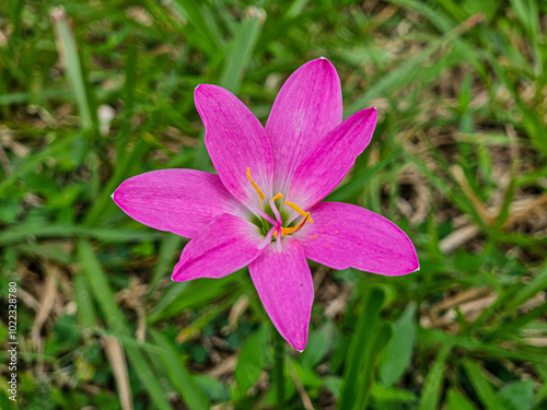 High-angle photo of Pink Rain Lily Flower or Zephyranthes rosea in the garden