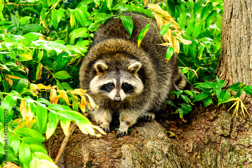 urban wildlife: healthy adult raccoon in Toronto' riverdale neighbourhood room for text