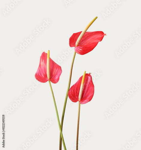 Beautiful Blooming Red Anthurium Flower on the light background.  photo