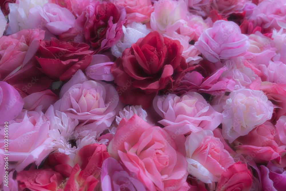 【バラ】色とりどりの薔薇の絨毯 【バラ】色とりどりの薔薇の絨毯