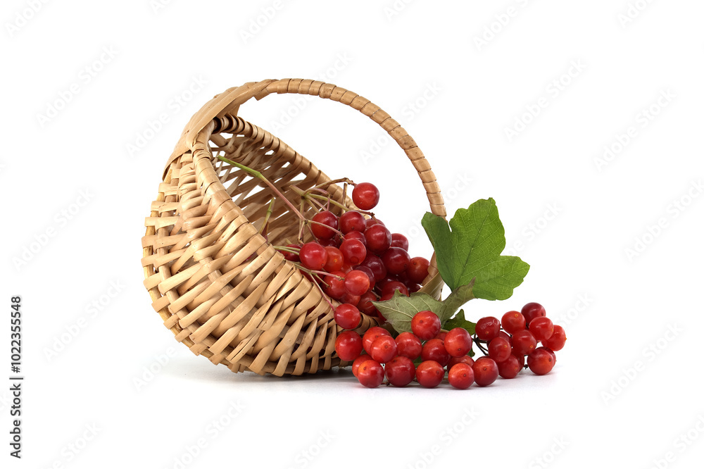 Fresh red guelder rose berries overflowing from a wicker basket isolated on white Fresh red guelder rose berries overflowing from a wicker basket isolated on white