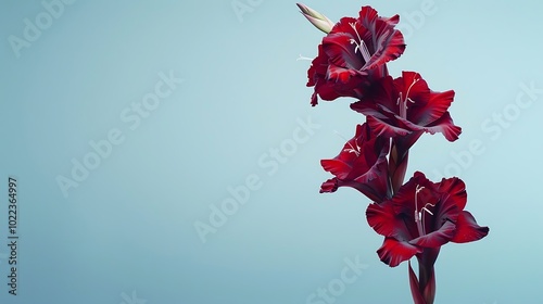 A deep burgundy gladiolus flower isolated on a light blue background.