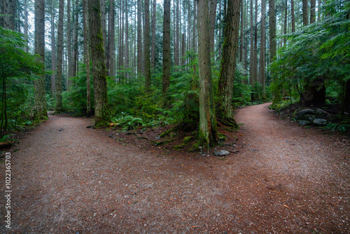 Two walking paths diverge in an evergreen forest photo