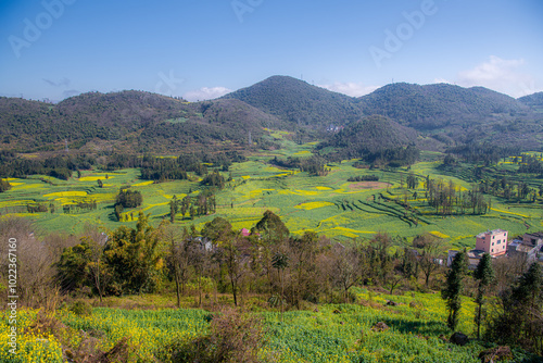 Yellow and green rapeseed flower field in Luoping, China photo