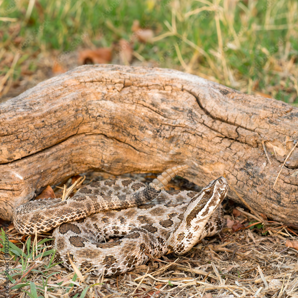 Fototapeta premium Prairie Massasauga (Sistrutus tergeminus tergemimus)