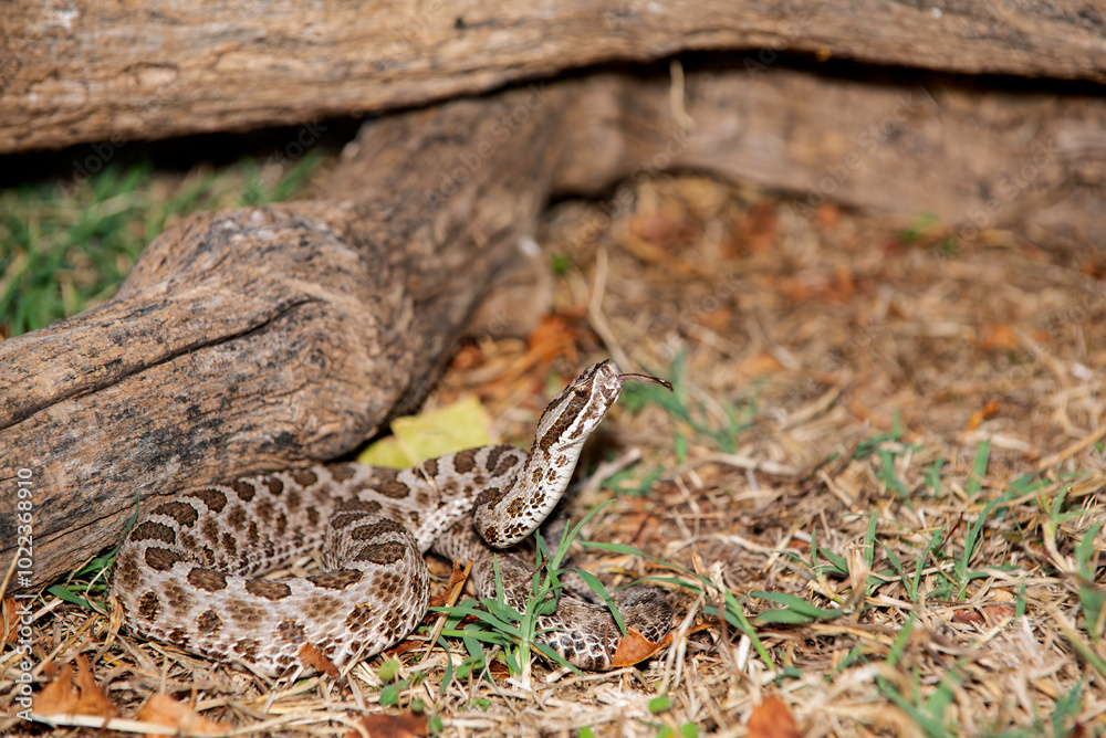 Prairie Massasauga (Sistrutus tergeminus tergemimus) Prairie Massasauga (Sistrutus tergeminus tergemimus)