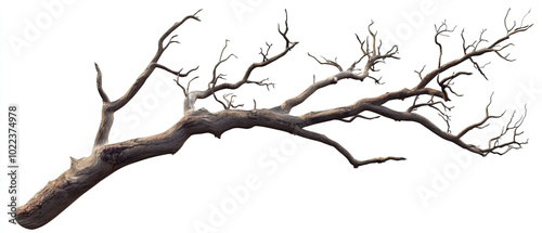 Natural Tree Branch on White Background