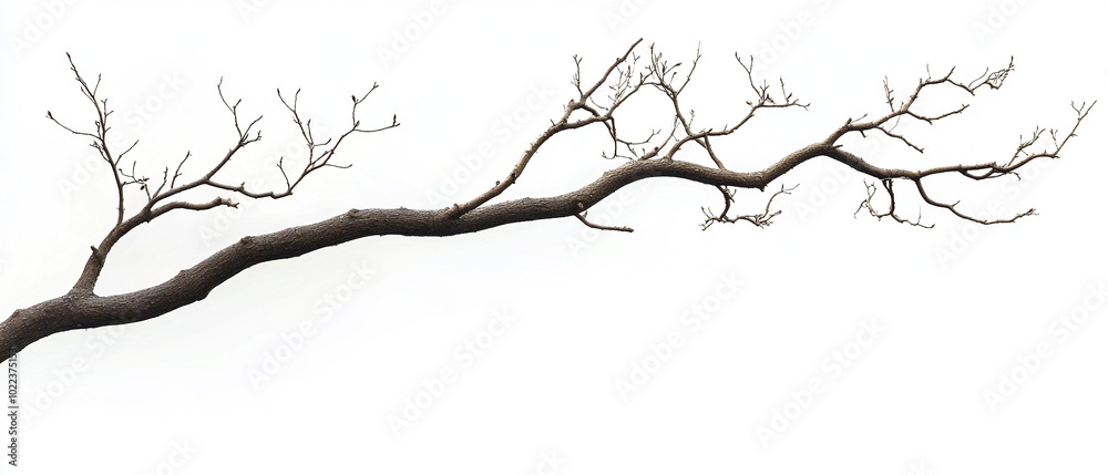 Obraz premium Natural Tree Branch on White Background