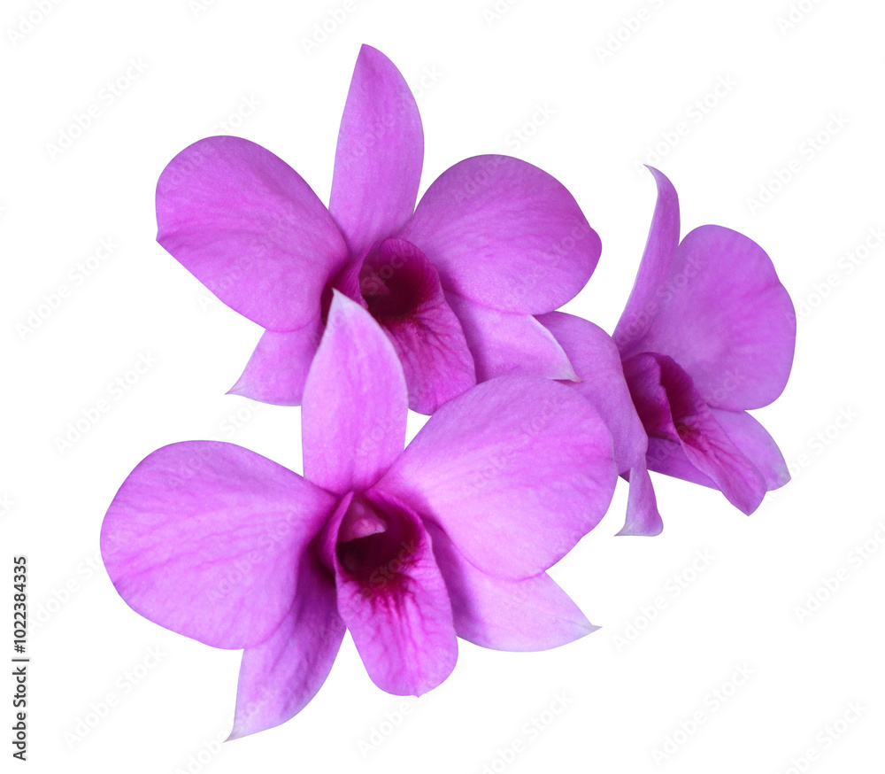 Dendrobium or Orchid flower. Close up pink-purple orchid flower bouquet isolated on transparent background. Dendrobium or Orchid flower. Close up pink-purple orchid flower bouquet isolated on transparent background.
