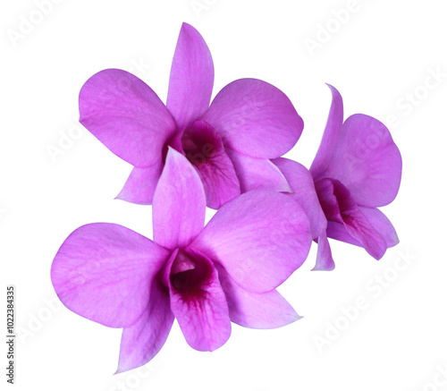  Dendrobium or Orchid flower. Close up pink-purple orchid flower bouquet isolated on transparent background.