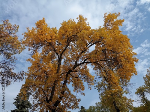autumn trees in the park