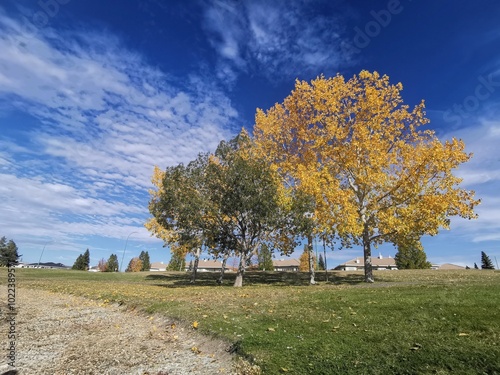 autumn landscape with trees