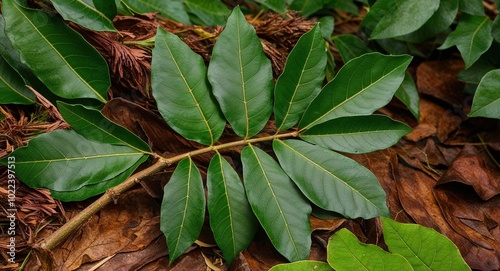 Chinkapin oak plant leaves background photo