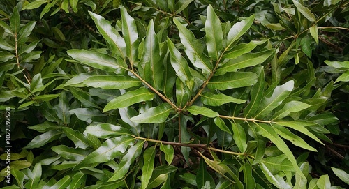 Chinkapin oak plant leaves background photo