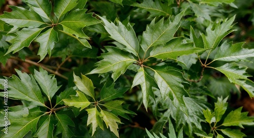 Shumard oak plant leaves background photo