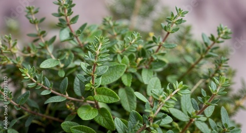 Creeping thyme plant leaves background