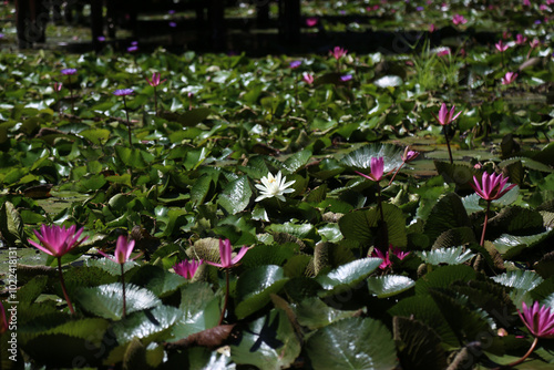 Bild auf Leinwand A single white nymphea (white water lilies) flower in the fields off the pink wa