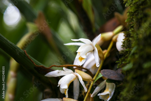 A close up of White Orchid (Coelogyne papillosa). Selective focus photo