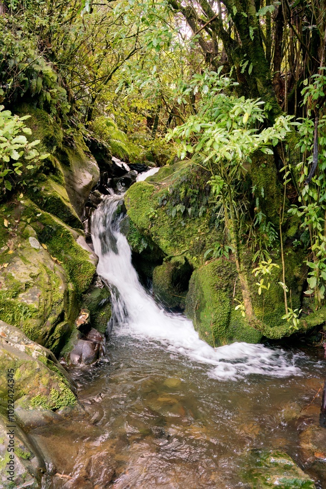 Small Waterfall in Mossy New Zealand Forest - Serene Nature Landscape Small Waterfall in Mossy New Zealand Forest - Serene Nature Landscape