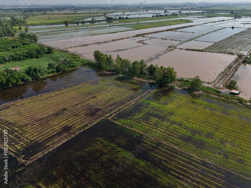 Flooded rice fields in the rain season of asia agriculture