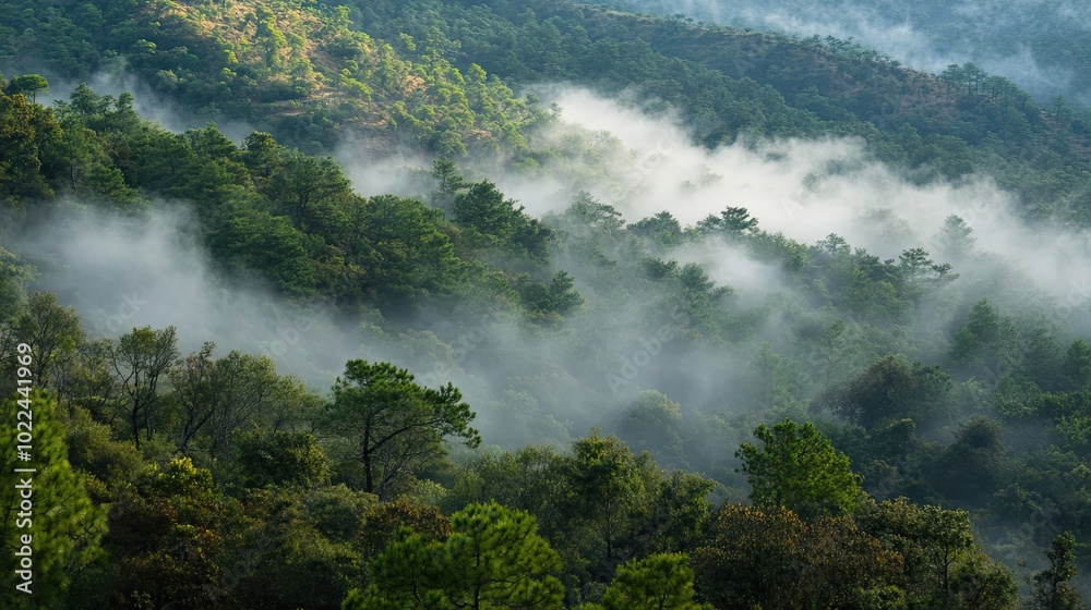 Obraz premium Misty Morning in a Lush, Forested Mountain Range