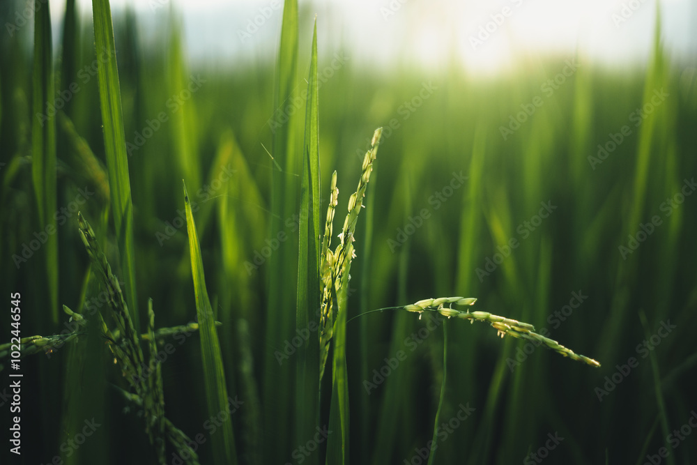 Green rice stalks and rice plants with evening light Green rice stalks and rice plants with evening light