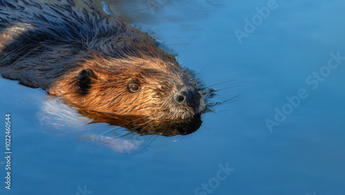 Close-up of a beaver swimming in a river