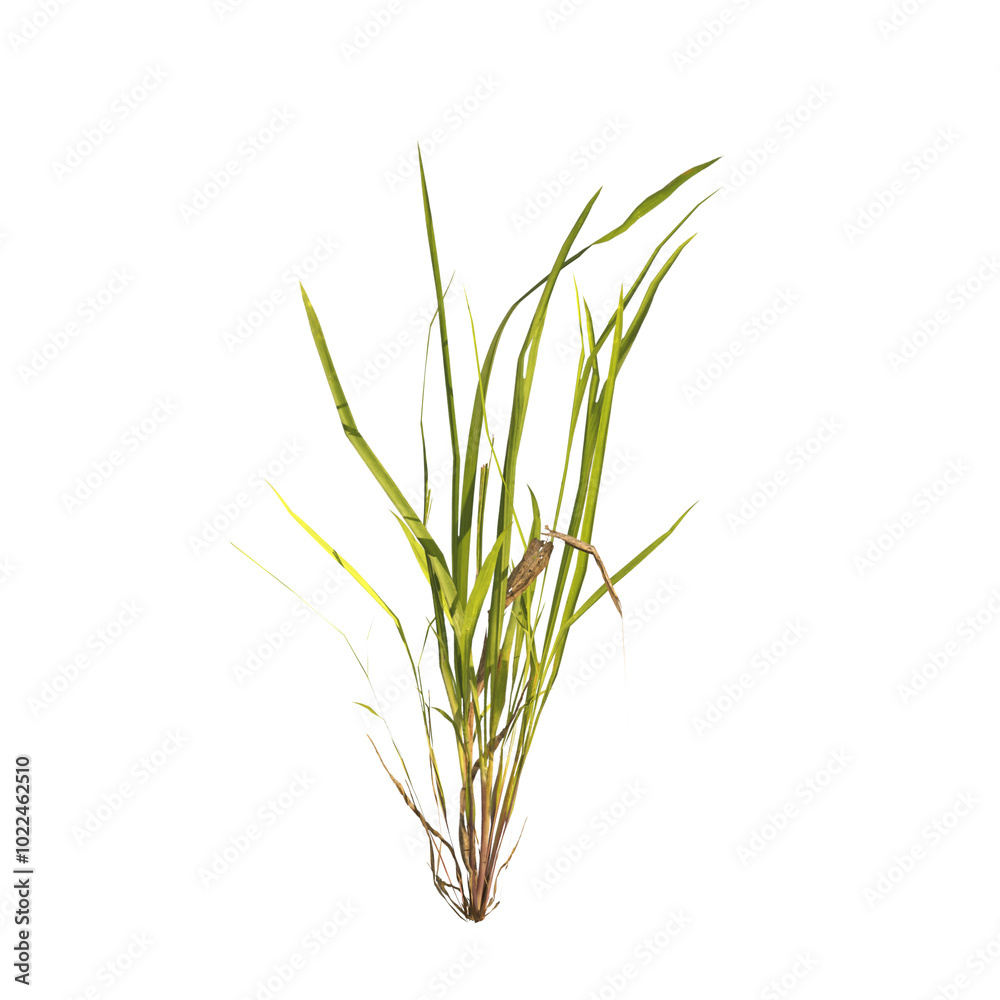 Naklejka premium clump of grass isolated on a transparent background. Isolated grass on transparent background. side view clump of grass. Bunch of green grass isolated on transparent background. Grass PNG. Lawn PNG.