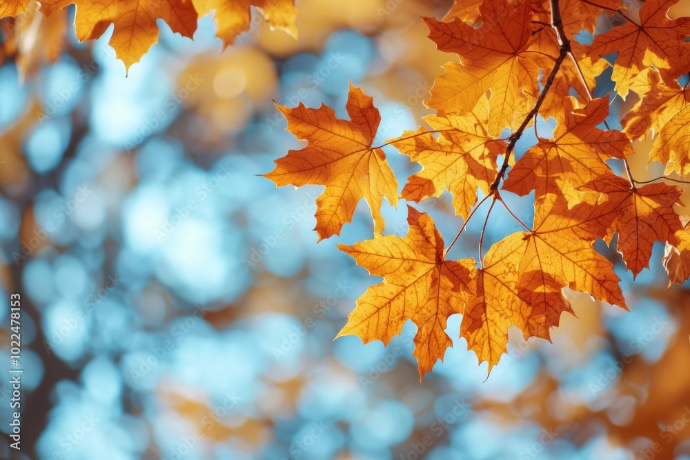 Fallen Leaves Season Background Fallen Leaves Season Background