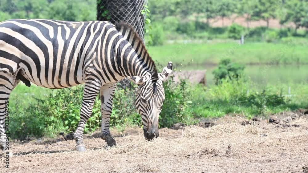 A Zebra living in the wildlife conservation area in Thailand. Zebra is species of African horse family unique with having black an white strippit coats. A Zebra living in the wildlife conservation area in Thailand. Zebra is species of African horse family unique with having black an white strippit coats.