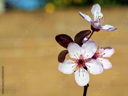 Cherry flower